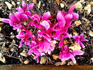 Cyclamen