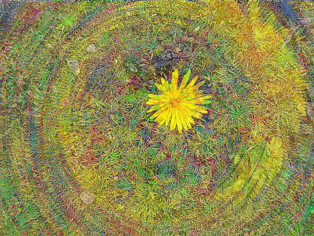 Dandelion