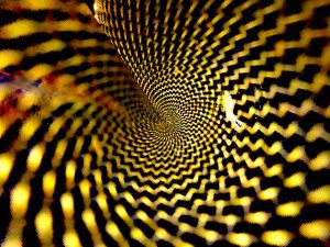 Warp