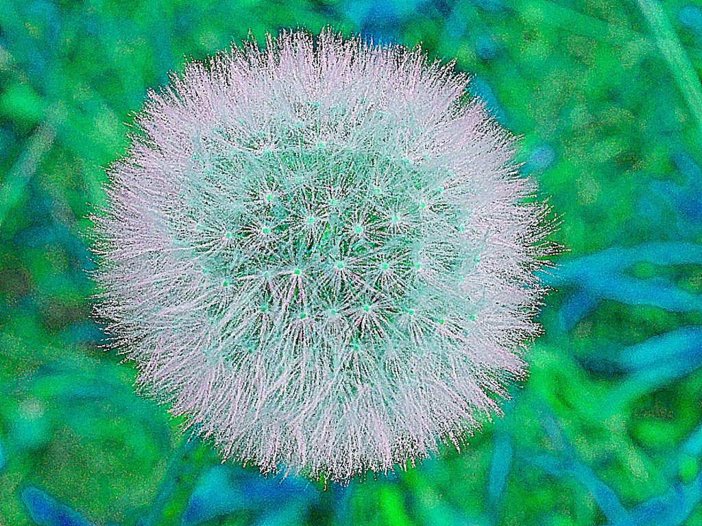 Dandelion