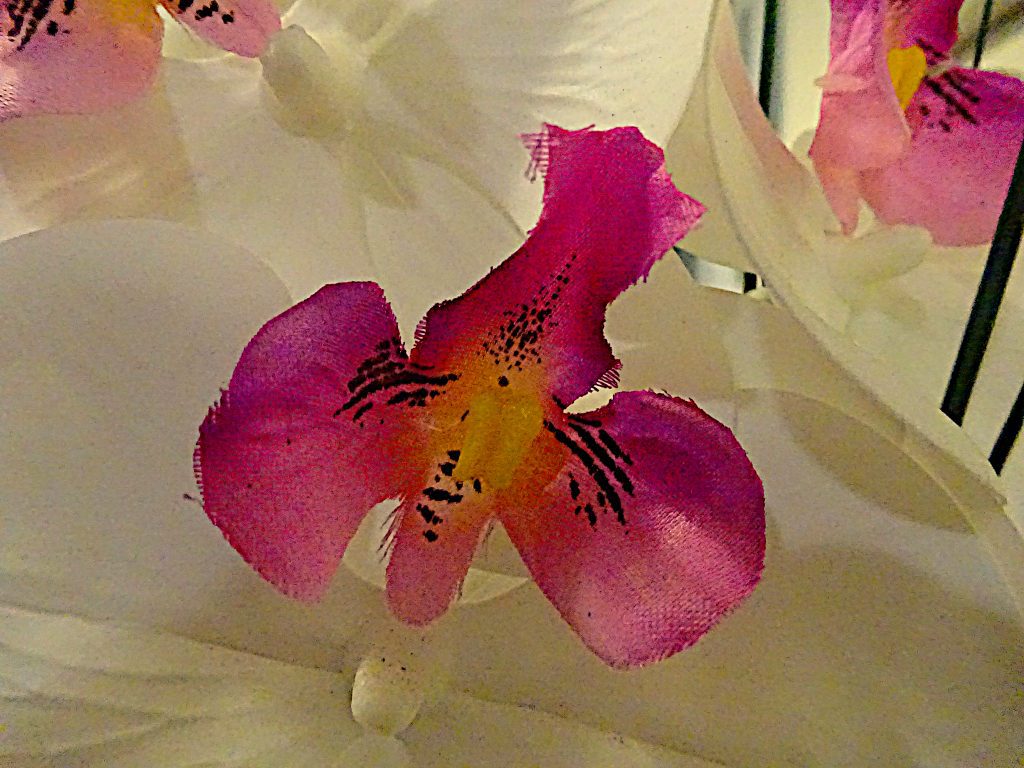 Orchidial