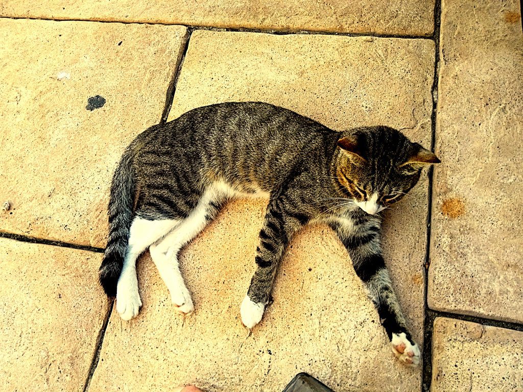 Familiar Fascination