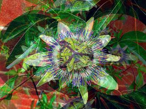 Passionflower Transformation