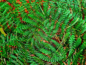 Ferns