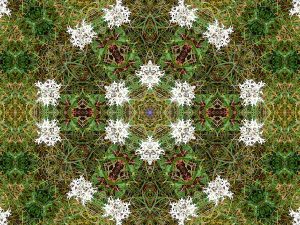 Kaleidoscopic Growth