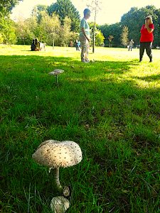 Talking of Mushrooms