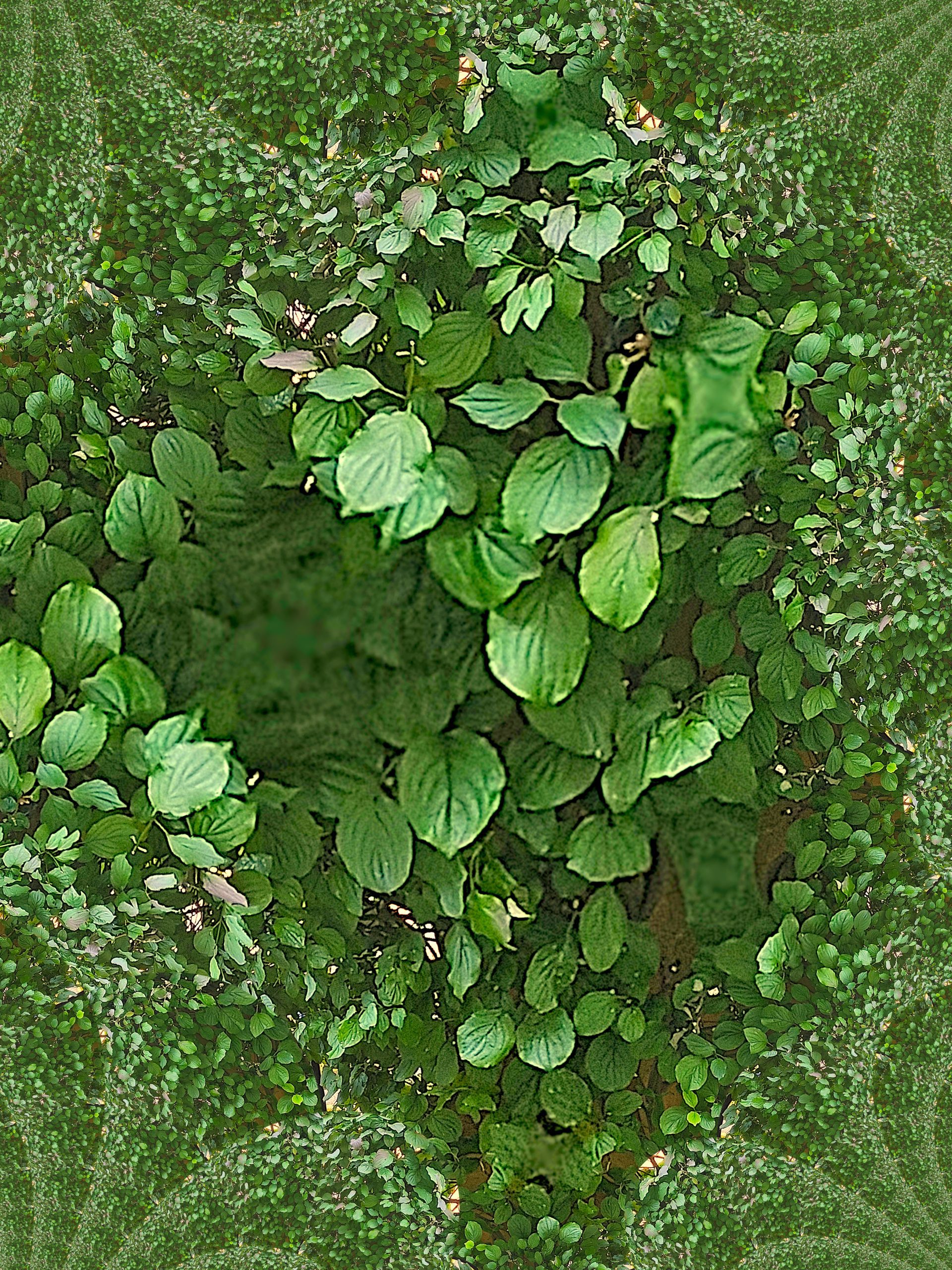 Self Implied background image