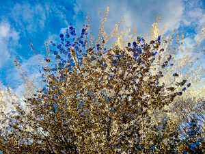 Blossoming