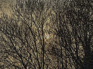 Branching