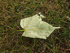Fallen