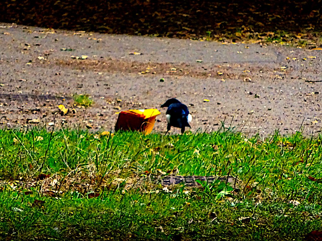 Magpie Moment