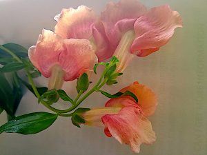 Musk Mallow