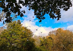 On the Wings