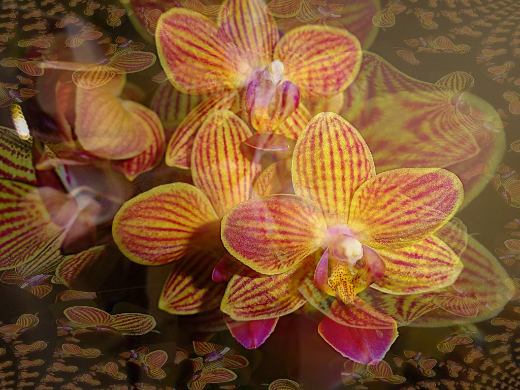 Orchidial