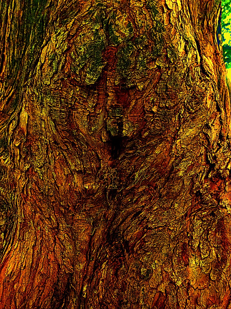 Portrait of a Tree