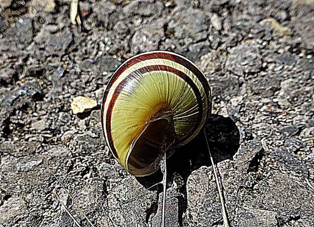 Snail's Place