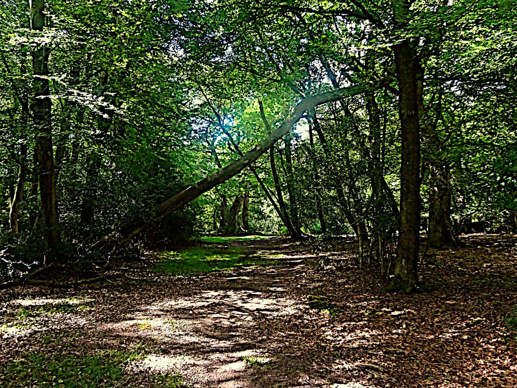 Through the Trees