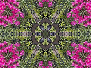 Lucid
