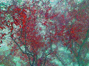 Tree Spray