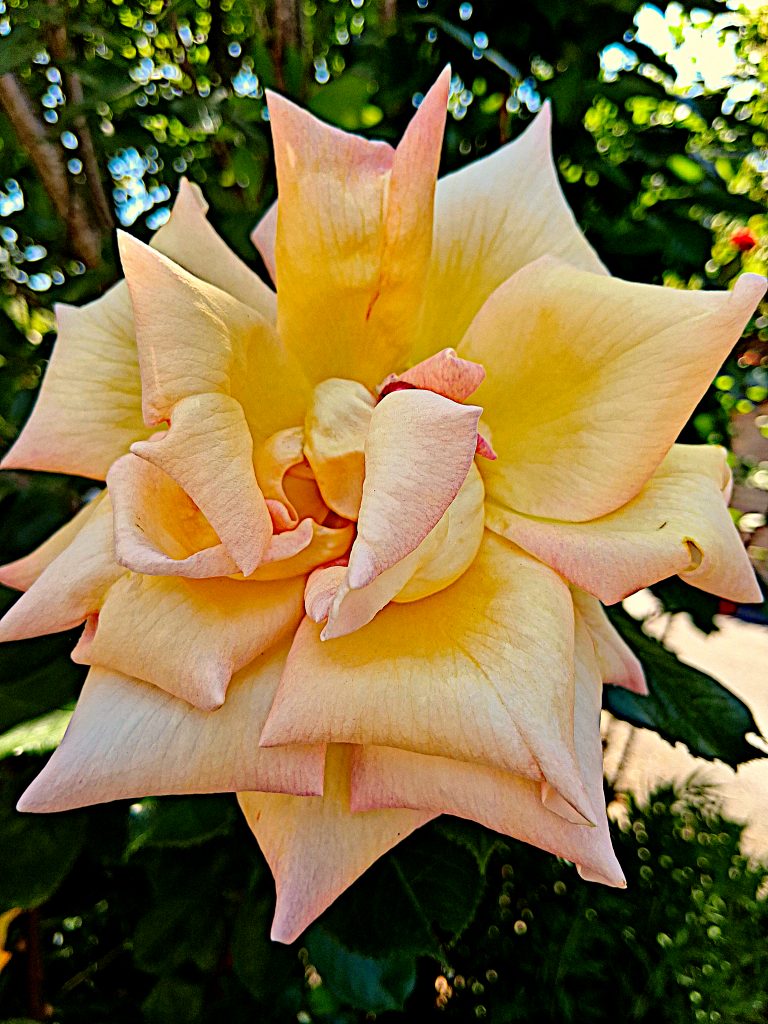 Rose